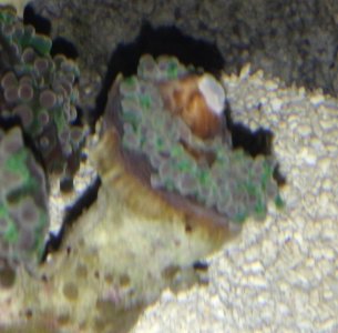 Frogspawn.jpg