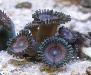 UnknownZoa1.jpg