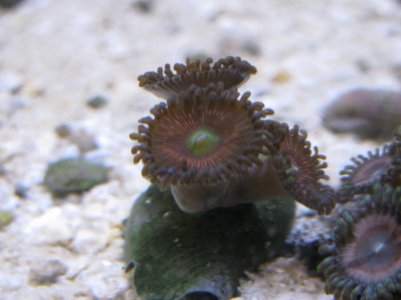 UnknownZoa3.jpg