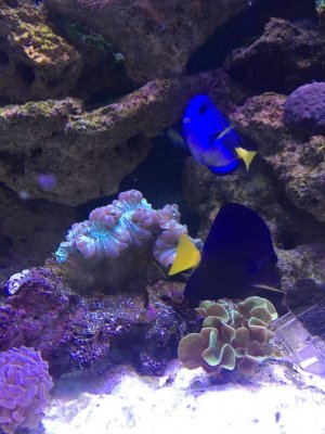 ImageUploadedByTapatalk1421612181.774170.jpg