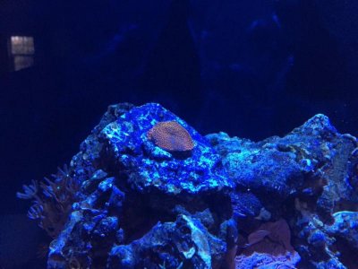 ImageUploadedByTapatalk1421618275.490219.jpg ImageUploadedByTapatalk1421618275.490219.jpg