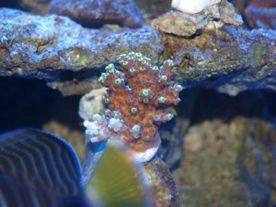 rr yellow submarine.jpg