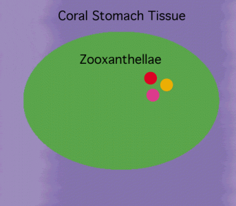 coral02b_480.gif
