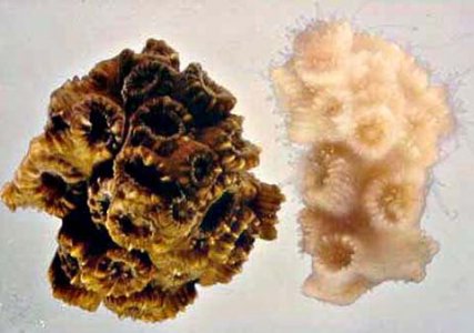 coral02d_480.jpg
