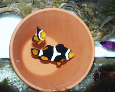 Amphiprion percula 1.jpg