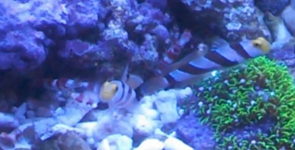 Gobies & Shrimps 1.jpg
