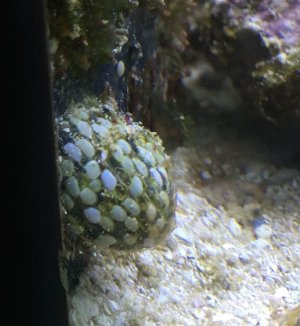 snails.jpg