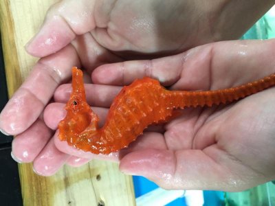 Orange Seahorse.jpg