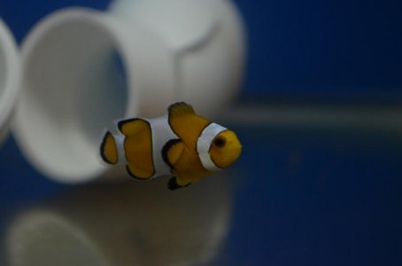 DSC_7786 (800x530).jpg