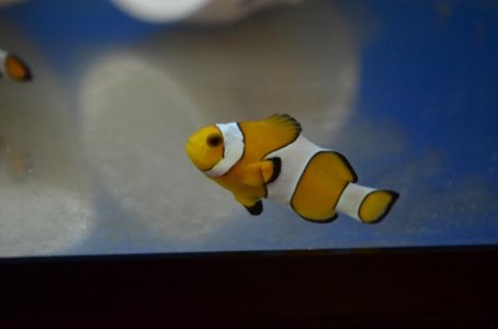 DSC_7795 (800x530).jpg