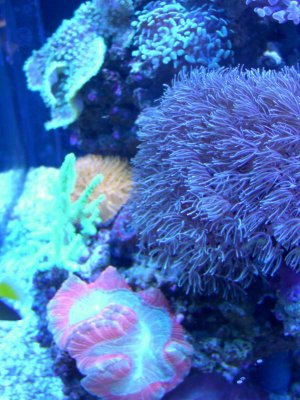 corals 2_16_10 034.jpg