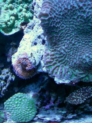 corals 2_16_10 038.jpg