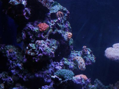 acan island.jpg