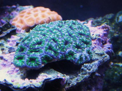 new acan.jpg