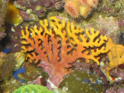 reeftank 112.jpg