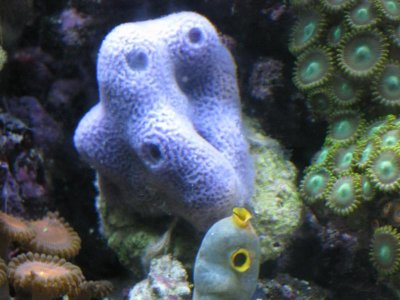 reeftank 070.jpg