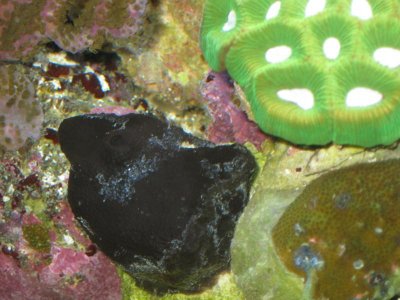 reeftank 009.jpg