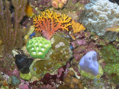 reeftank 106.jpg