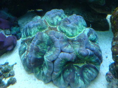 fish tank pics 042.jpg