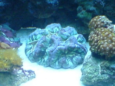 fish tank pics 044.jpg