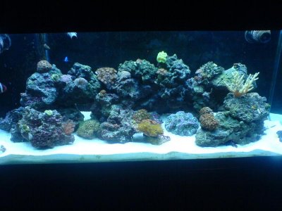 fish tank pics 045.jpg