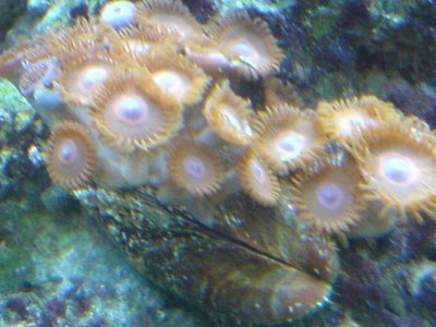 fish tank pics 040.jpg