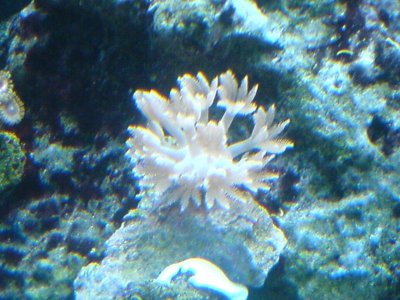 fish tank pics 036.jpg