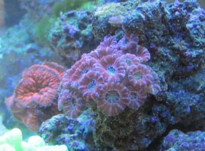 side view red acan.jpg