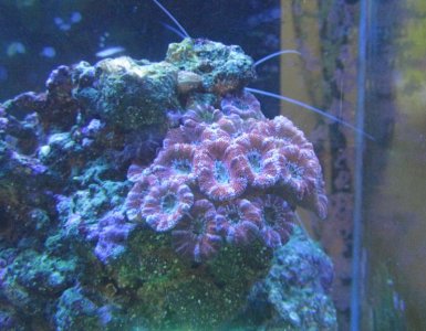 front view red acan.jpg