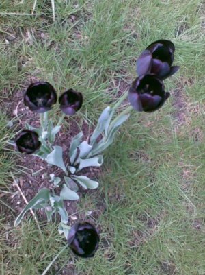 BlackTulips.jpg
