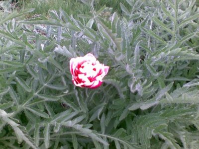 TulipinPoppyField.jpg