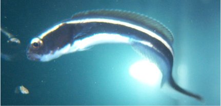 e goby.jpg