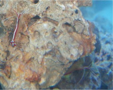 cleaner shrimp.jpg