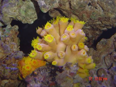 10suncoral.jpg