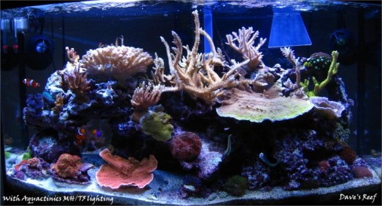 Reef FTS 1_23_10.jpg