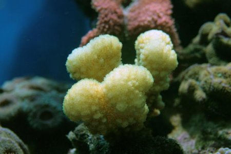 Pocillopora_eydouxi.jpg