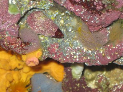 reeftank 007.jpg