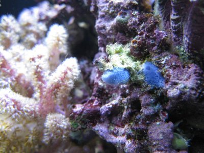 reeftank 009.jpg
