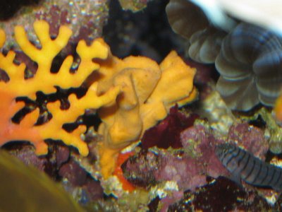reeftank 021.jpg