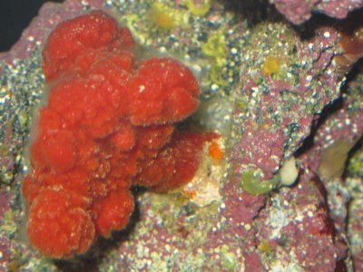 reeftank 022.jpg