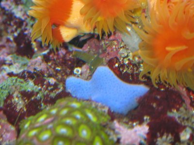 reeftank 031.jpg