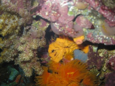 reeftank 037.jpg