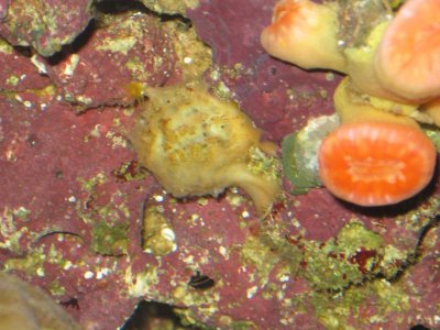 reeftank 038.jpg