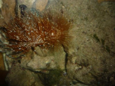 Feather Duster pair January 17 2010.jpg