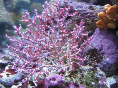 reeftank 013.jpg