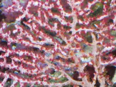 reeftank 019.jpg