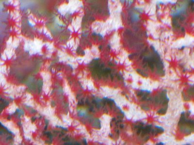reeftank 021.jpg