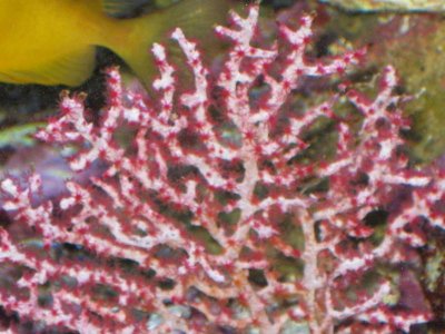 reeftank 030.jpg