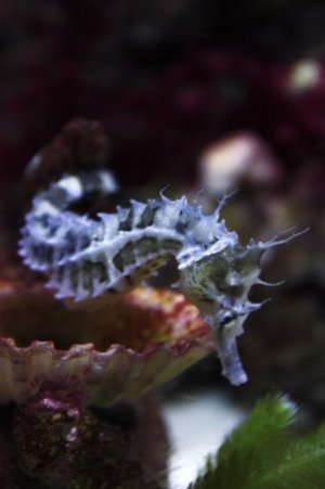 seahorse edit.jpg