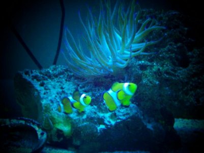 Clown Fish and Anemone.jpg